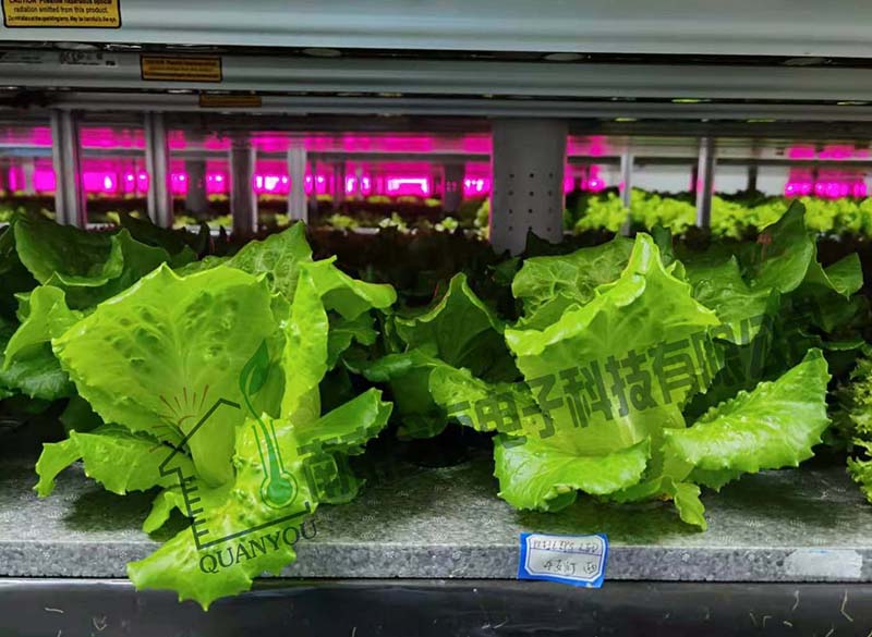 正恒源真农业植物工厂